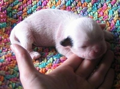 A newborn white with a black ear Crested Tzu puppy laying on a colorful crocheted blanket with a person lifting up the pups head