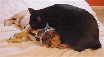 Manny the Puggle puppy is laying on a human's bed on its side and Panda the Manx cat is sitting overtop of of the dog licking its chest