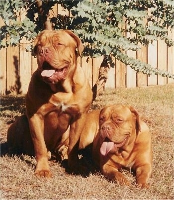 Two large Dogues de Bordeaux dogs sitting and laying in front of a skinny tree and a wooden fence