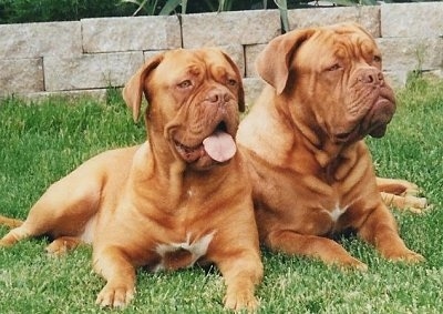 french mastiff dogue de bordeaux