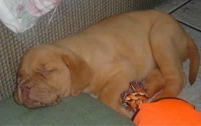 Jaz the Dogue de Bordeaux puppy is sleeping in front of a couch. There is an orange and brown rope toy next to it