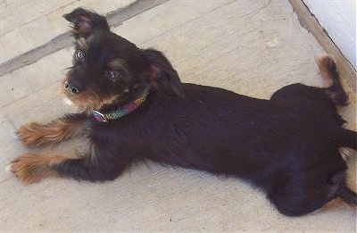Bailey the black and tan Dorkie is laying on a concrete ground