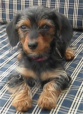 Angel the black and tan Dorkie puppy is laying on a blue and white plaid couch