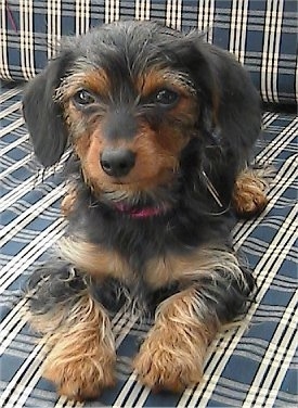 dachshund yorkie mix