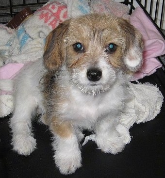 Rudi the tan, white and black Doxie-Chon Puppy is sitting in a pen and there are a number of towels behind it