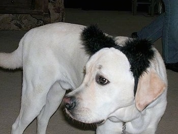 Henry the Yellow Lab is wearing black fuzzy ears