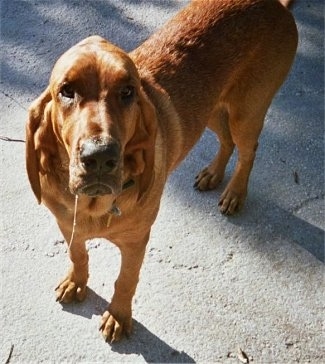 Sherlock the red Bloodhound is standing outside on concrete and looking up. There is a line of drool about 12 inches long down the left side of its face