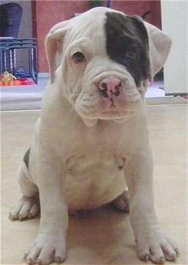 Close Up - Chappell the white EngAm Bulldog puppy is sitting on a white floor. There is an open door behind it
