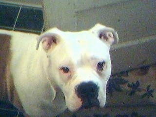 Close Up - Kojak the white with tan EngAm Bulldog is standing on a green tiled floor and in front of an open door