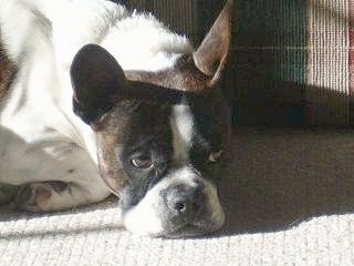 Close Up - Sarge the brown brindle and white English Boston-Bulldog is laying down on a carpet in front of a couch