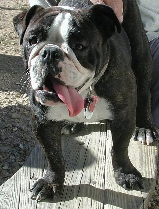 Scarlett the black brindle and white English Boston-Bulldog is standing on a wooden bench. There is a person behind it