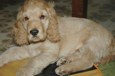 Tommie Lacono the cream English Cocker Spaniel puppy is laying on a yellow, brown and green pillow under a table