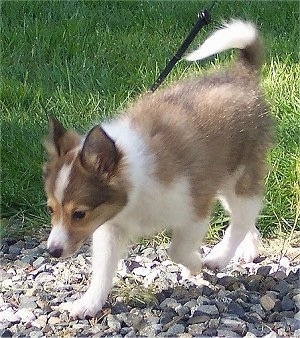 Kaylee the tan, white with black Eskland puppy is walking across a bunch of rocks next to a grassy area.