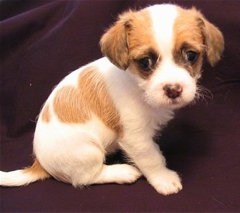 A tan and white Fo-Tzu Puppy is sitting on a purple backdrop