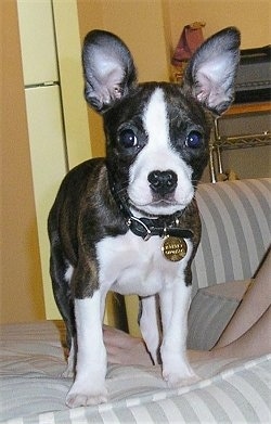 A black brindle with white Foxton is standing on a gray and white striped couch over top of a persons legs