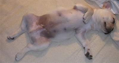A cream French Bulldog puppy is sleeping on its back belly-up, and there is a blanket next to its head