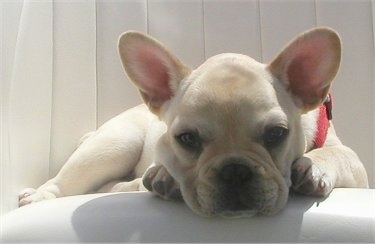A cream French Bulldog Puppy is laying down on top of a white leather chair with its head and paws over the edge