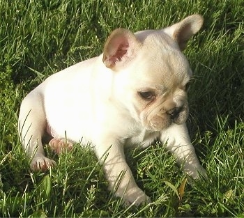 A cream French Bulldog puppy is laying outside and looking forward