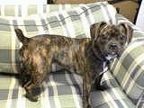 A black brindle Frengle is standing on a green plaid couch and looking to the right of its body