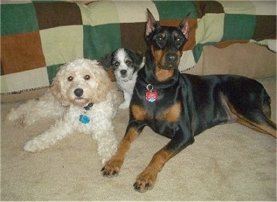 Three dogs in a row on a tan carpet in front of a bed - A Cockapoo puppy is laying next to a Pekingese/Terrier mix puppy followed by a Doberman Pinscher