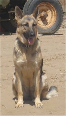 A black and tan German Shepherd is sitting in dirt with a tractor behind it