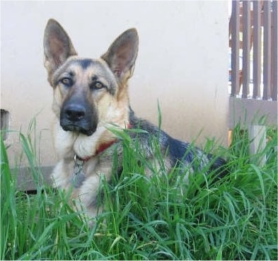 A black and tan German Shepherd is laying in tall grass next to a white house.