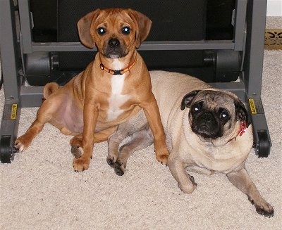 A tan with white Puggle is sitting against a Pug that is laying down in front of a folded up treadmill on a tan carpet