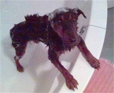 A Jagdterrier is jumped up against the side of a white bath tub with soap all over its head.