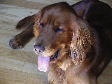 A Golden Irish dog is laying on a hardwood floor panting.
