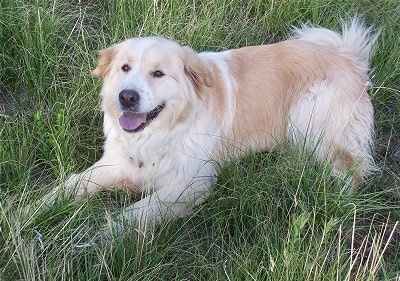 99+ Golden Retriever Great Pyrenees