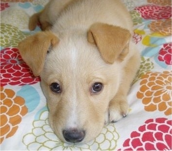 Close Up - A Golden Sheltie puppy is laying down on a colorful flowered human's bed