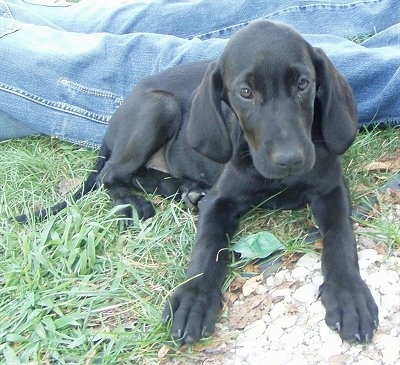 golden retriever weimaraner