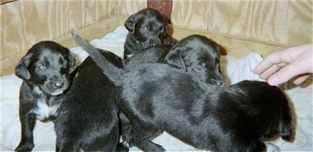 Litter of black Goldmation puppies looking and walking towards a hand