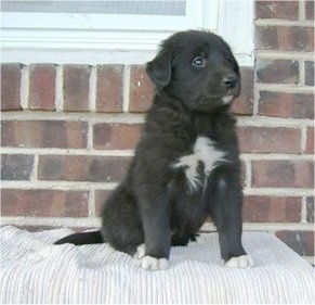 A small black with white Gollie puppy is sitting in front of a brick house on a chair under a window on a porch