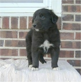 A black with white Gollie puppy is standing in front of a brick house on a chair under a window on a porch.