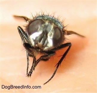 Close Up - Green Bottle Fly front view
