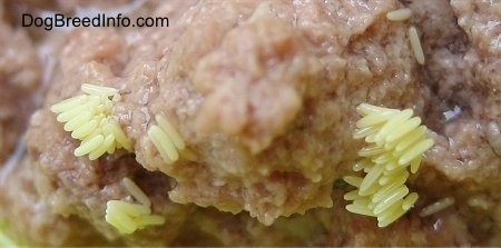 Close Up - Green Bottle Fly eggs in can cat food
