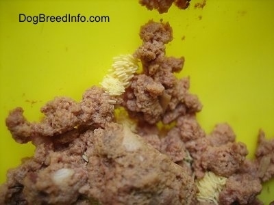 Close Up - Green Bottle Fly eggs on the wet cat food