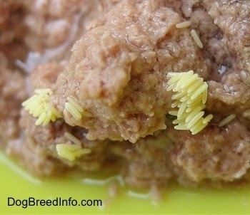 Close Up - Green Bottle Fly eggs on the Cat Food