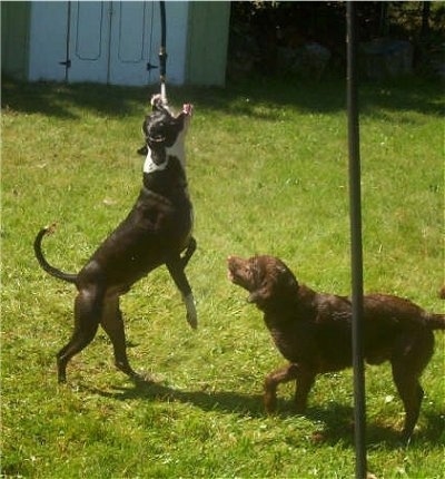 A water hose is spraying water directly into the mouth of a black with white Pit Bull from a hanging hose in the yard. There is a Labrador/Irish Setter mix looking at the Pit Bull