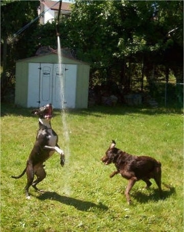 dogs excited cowboy setter irish mix heat matty hose totally tell gets because dog