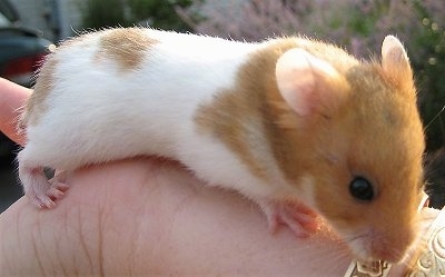 Everything You Need to Know About Hamsters - Vital Pet Club - Pet