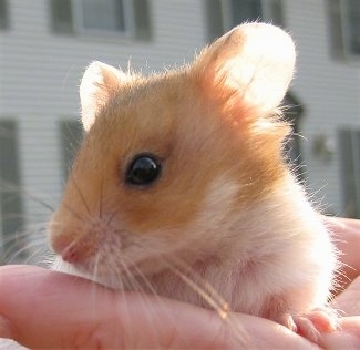 Close up head shot - A white with tan Teddy Bear Hamster is looking to the left.