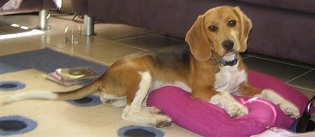 Daisy the Beagle Harrier laying on a rug on a hot pink pillow in front of a couch