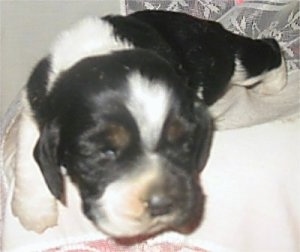 Close Up - A black with white Hush Basset puppy is sleeping on a white pillow
