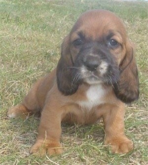 A gold with white Hush Basset puppy is sitting in grass.