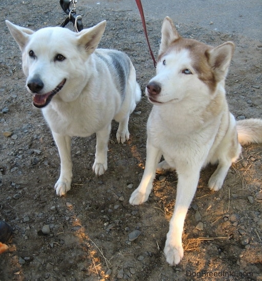 the difference between alaskan husky and siberian husky