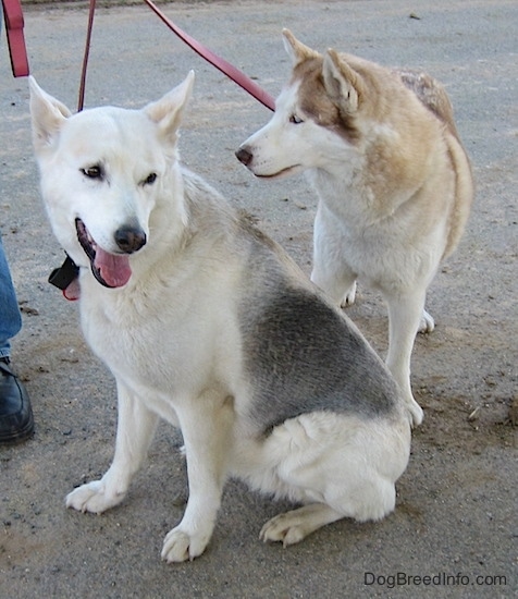 A white with grey Alaskan Husky is sitting in dirt and looking to the right. There is a white with brown Siberian Husky standing behind it.