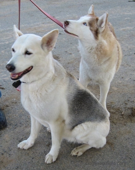 A white with grey Alaskan Husky is sitting in dirt, its mouth is open. Behind it is a standing blue-eyed white with brown Siberian Husky.