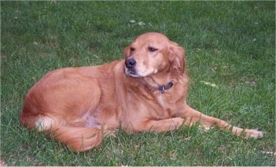 Side view - A red Labrador/Brittany Spaniel mix is laying in grass and it is looking to the left.